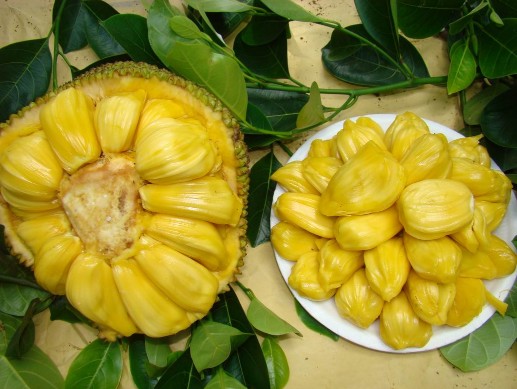 Jackfruit seed Artocarpus heterophyllus